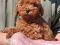 Muhteşem toy Poodle yavrularımız