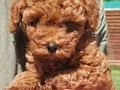 Muhteşem toy Poodle yavrularımız