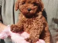 Muhteşem toy Poodle yavrularımız