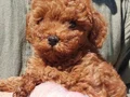 Muhteşem toy Poodle yavrularımız