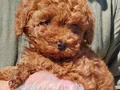 Muhteşem toy Poodle yavrularımız