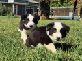 Border collie Yavrularımız 