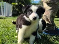 Border collie Yavrularımız 