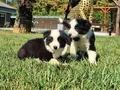 Border collie Yavrularımız 