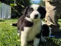 Border collie Yavrularımız 