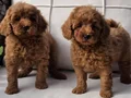 EN SEVİMLİ TOY POODLE YAVRULARI İSTANBUL 