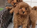EN SEVİMLİ TOY POODLE YAVRULARI İSTANBUL 