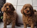 EN SEVİMLİ TOY POODLE YAVRULARI İSTANBUL 