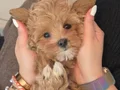 TEA CUP MALTİPOO YAVRULARİ ISTANBUL 