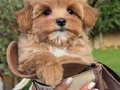 TEA CUP MALTİPOO YAVRULARİ ISTANBUL 