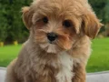 TEA CUP MALTİPOO YAVRULARİ ISTANBUL 