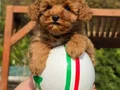 ORJİNAL TEA CUP RED BROWN TOY POODLE YAVRULARI 
