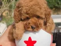 ORJİNAL TEA CUP RED BROWN TOY POODLE YAVRULARI 