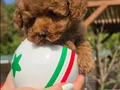 ORJİNAL TEA CUP RED BROWN TOY POODLE YAVRULARI 
