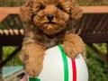 ORJİNAL TEA CUP RED BROWN TOY POODLE YAVRULARI 