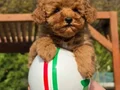 ORJİNAL TEA CUP RED BROWN TOY POODLE YAVRULARI 