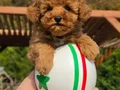 ORJİNAL TEA CUP RED BROWN TOY POODLE YAVRULARI 