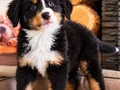 BERNESE MOUNTAİN DOG YAVRULARI