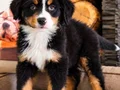 BERNESE MOUNTAİN DOG YAVRULARI