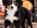 BERNESE MOUNTAİN DOG YAVRULARI