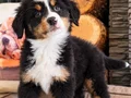 BERNESE MOUNTAİN DOG YAVRULARI