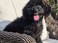 Eğitimli maltipoo yavrumuz