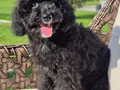 Eğitimli maltipoo yavrumuz