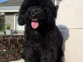 Eğitimli maltipoo yavrumuz