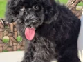 Eğitimli maltipoo yavrumuz
