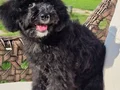 Eğitimli maltipoo yavrumuz