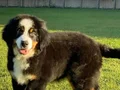 Bernese Montain Dog Yavrularımız 