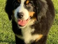Bernese Montain Dog Yavrularımız 