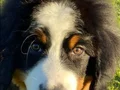 Bernese Montain Dog Yavrularımız 