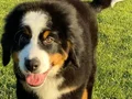Bernese Montain Dog Yavrularımız 