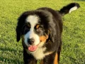 Bernese Montain Dog Yavrularımız 