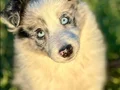 Blue marley border Collie yavrularımız