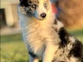 Blue marley border Collie yavrularımız