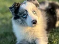 Blue marley border Collie yavrularımız