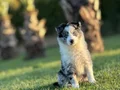 Blue marley border Collie yavrularımız
