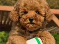RED BROWN TOY POODLE YAVRULARIMIZ 