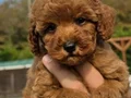 RED BROWN TOY POODLE YAVRULARIMIZ 