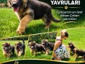 ALMAN KURDU SEVGİSİ OLAN MERAKLİSİ OLANLAR 