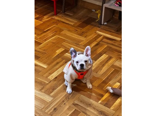 Eğitimli aşılı French bulldog