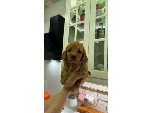 Uygun poodle erkek