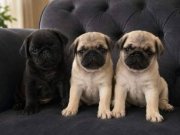 Oyuncu Pug bebekler 