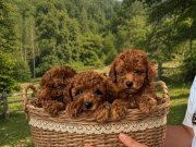 Irk garantili toy poodle