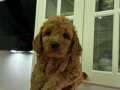 Uygun poodle erkek