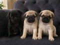 Oyuncu Pug bebekler 