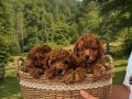 Irk garantili toy poodle