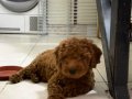 Irk garantili toy poodle